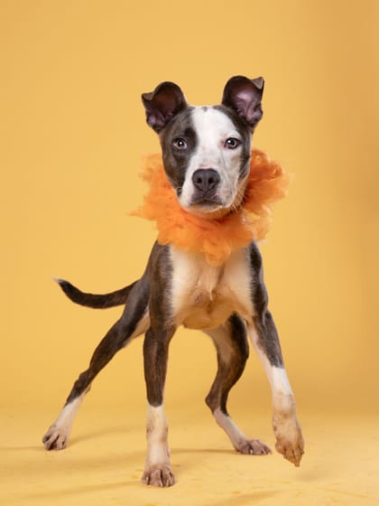 Photo of Oakley, adoptable dog in Atlanta, Georgia