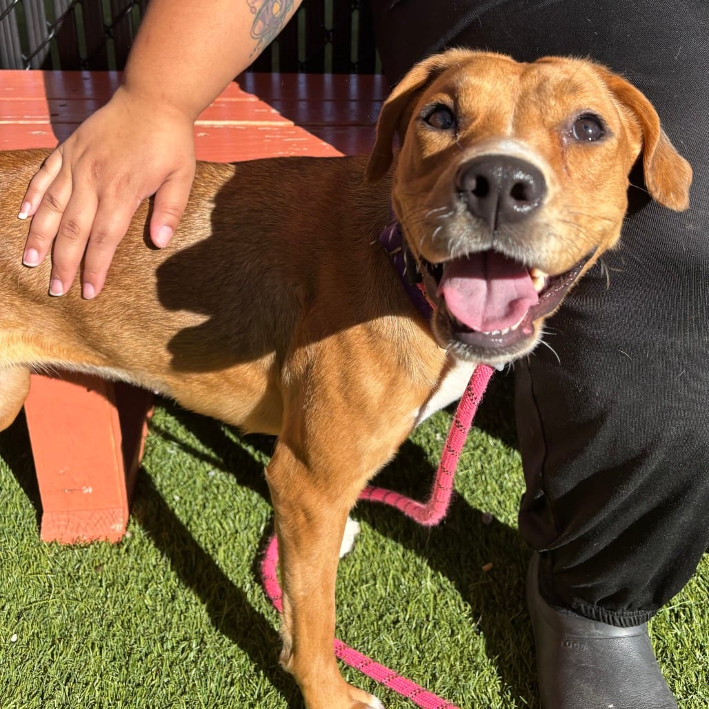 Photo of Isabella, adoptable Mixed Breed (Medium) in Dayton, Ohio