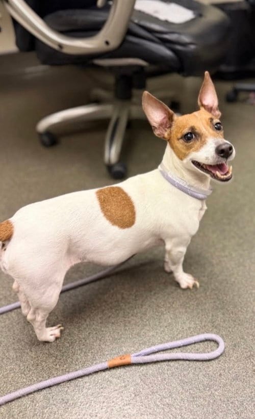 Photo of Sydney, adoptable Terrier in Columbia, Tennessee