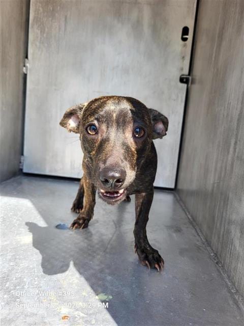 Photo of Chupa, adoptable Chihuahua in San Antonio, Texas