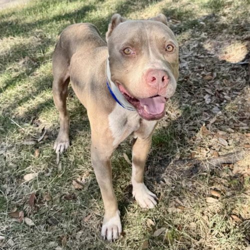 Photo of Houston, adoptable Staffordshire Bull Terrier in Houston, Texas
