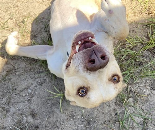 Photo of Mellow, adoptable American Pit Bull Terrier in Ocala, Florida