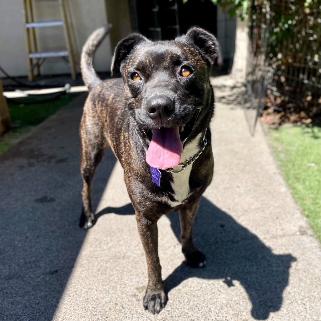 Photo of Sophie, adoptable Mixed Breed (Medium) in San Francisco, California