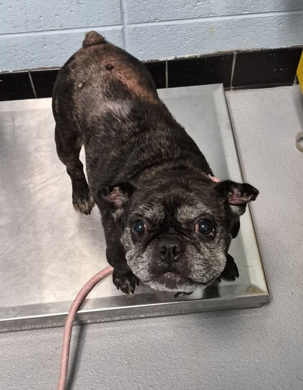 Photo of Myers, adoptable French Bulldog cross in Lawrenceville, Georgia