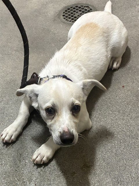 Photo of Tyson, adoptable Jack Russell Terrier (Parson Russell Terrier) in Forestville, Maryland
