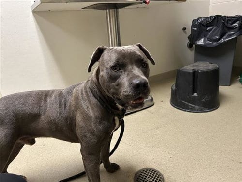 Photo of Draco, adoptable Pit Bull Terrier in Chapel Hill, North Carolina
