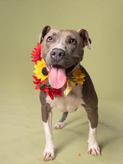 Photo of Gabbie, adoptable dog in Atlanta, Georgia