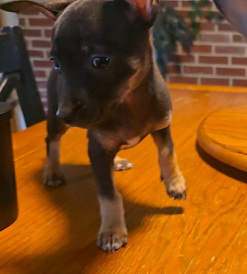 Photo of Sadie, adoptable Chihuahua in Kannapolis, North Carolina
