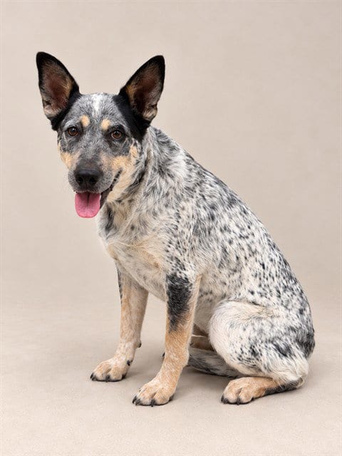 Photo of Lexi, adoptable Australian Cattle Dog/Blue Heeler in Lancaster, California