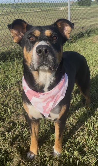 Photo of Frida, adoptable Australian Kelpie in Rosenberg, Texas