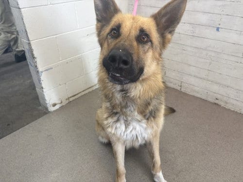 Photo of Oliver, adoptable German Shepherd Dog in San Bernardino, California