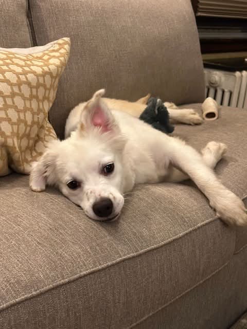 Photo of Tarragon, adoptable Australian Shepherd in Robbinsdale, Minnesota
