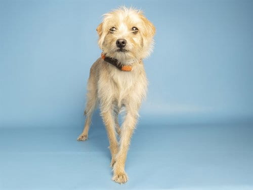 Photo of Honey Bun, adoptable Chihuahua in Phoenix, Arizona