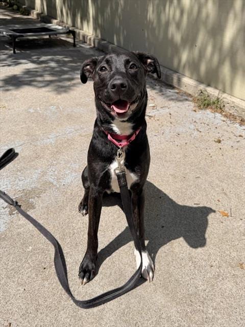 Photo of Princess, adoptable Labrador Retriever in Boston, Massachusetts