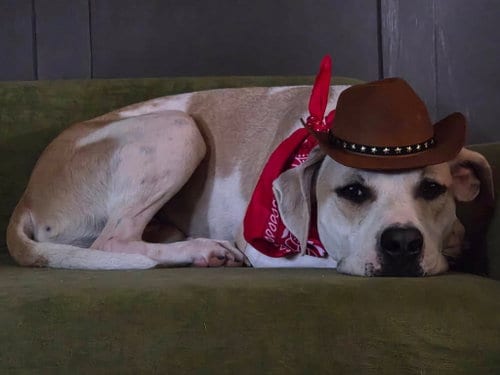 Photo of Sheriff Woody, adoptable American Pit Bull Terrier in Germantown, Ohio