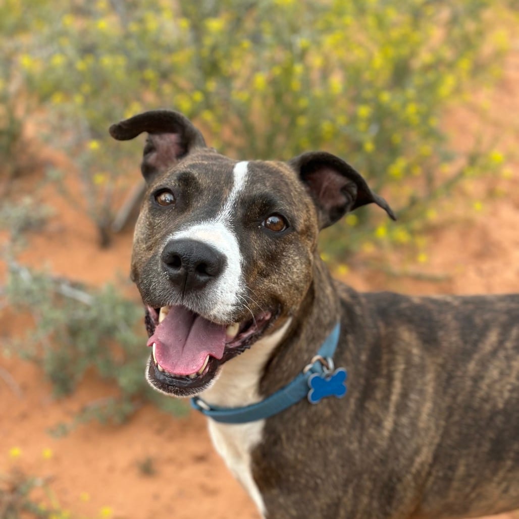 Photo of Brahms, adoptable Boxer / Mix in Kanab, Utah