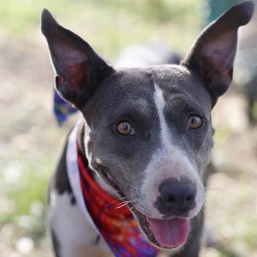 Photo of Nayeli, adoptable American Staffordshire Terrier in San Antonio, Texas
