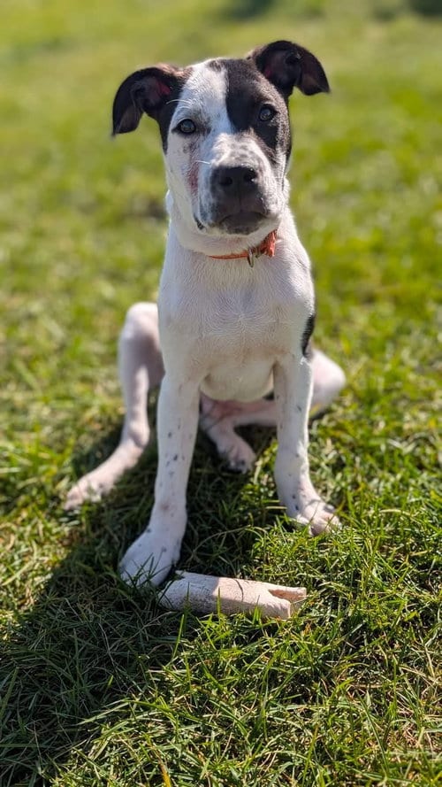 Photo of Cruiser Burt, adoptable American Pit Bull Terrier in Germantown, Ohio