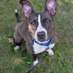 Photo of Bubblegum, adoptable Mixed Breed (Medium) in Syracuse, New York