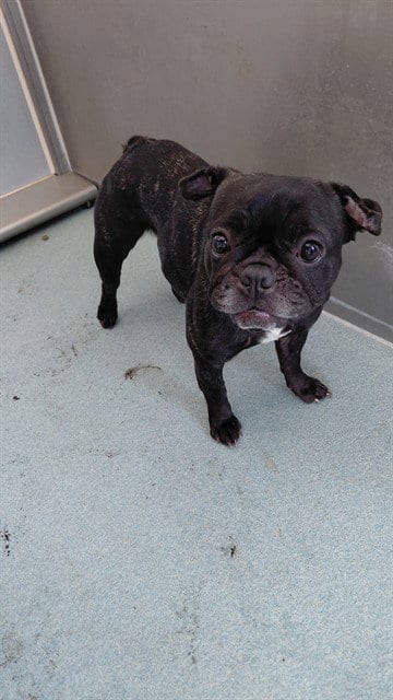 Photo of Nancy, adoptable French Bulldog in Baldwin Park, California