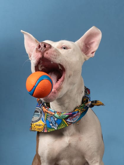 Photo of Bob Lazar, adoptable dog in Atlanta, Georgia