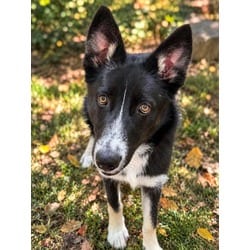 Photo of Echo, adoptable Border Collie in Wantagh, New York