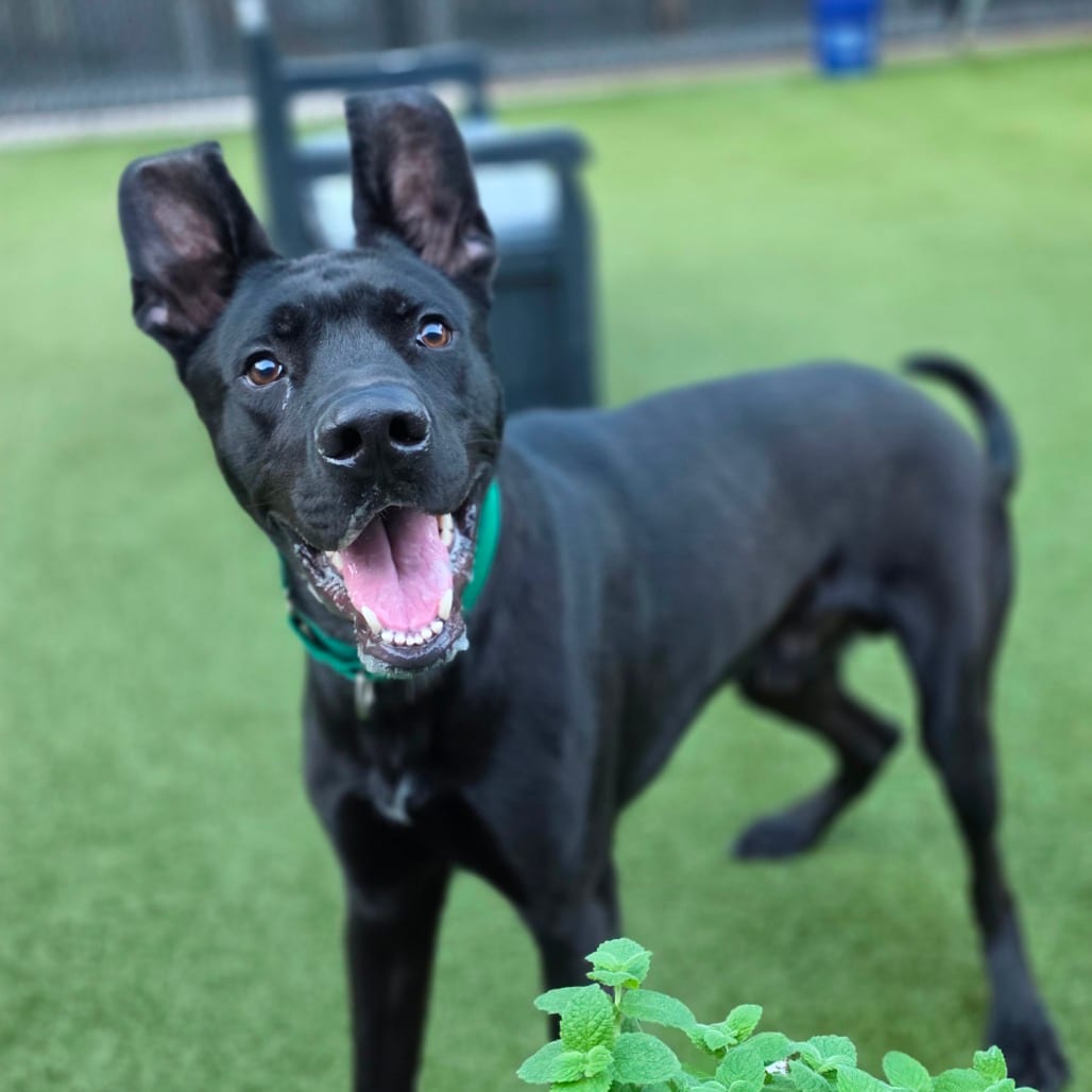 Photo of Meatball, adoptable Shepherd in Greensboro, North Carolina