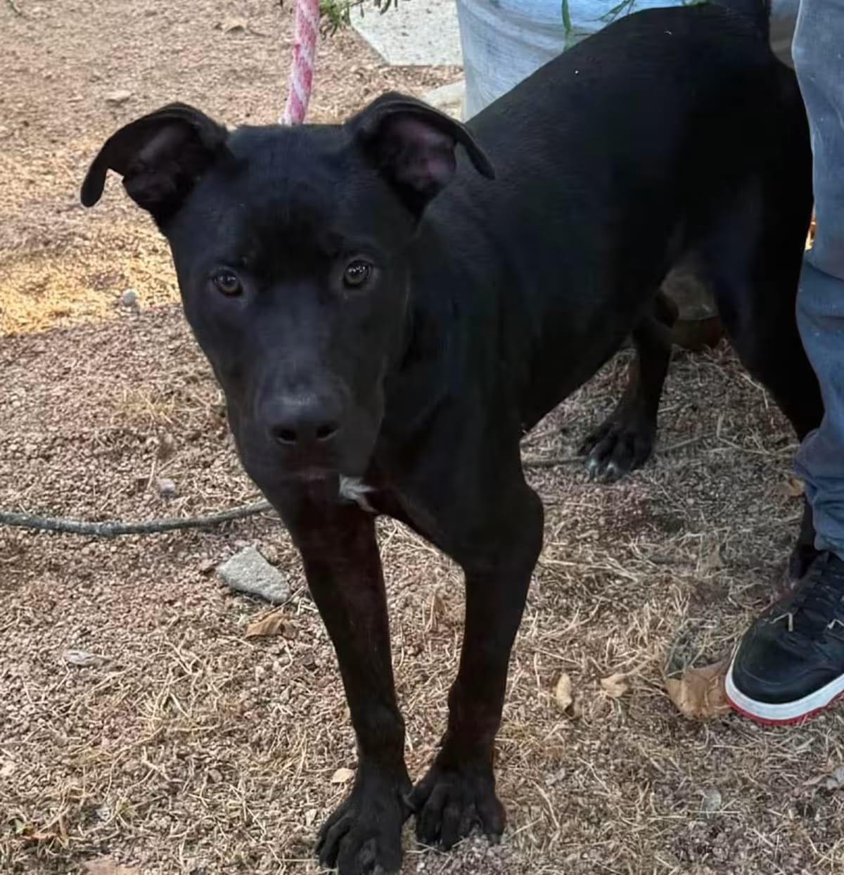 Photo of Bonbon, adoptable American Staffordshire Terrier in Syracuse, New York