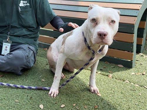 Photo of Snowball, adoptable Pit Bull Terrier in Orlando, Florida