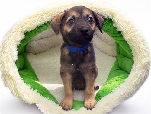 Photo of Zero, adoptable German Shepherd Dog in Ft Lauderdale, Florida