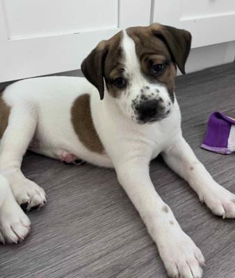Photo of A886196, adoptable Pit Bull Terrier in Camarillo, California