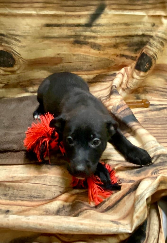 Photo of Jolene, adoptable Mixed Breed in Minot, North Dakota
