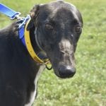 Photo of Henry, adoptable Greyhound in Grandville, Michigan