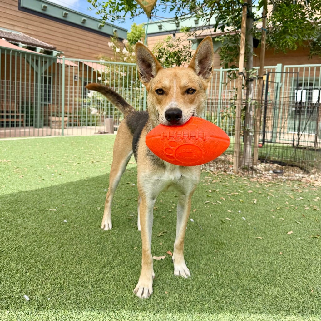 Photo of Dimitri, adoptable Shepherd, German / Mix in Agoura Hills, California