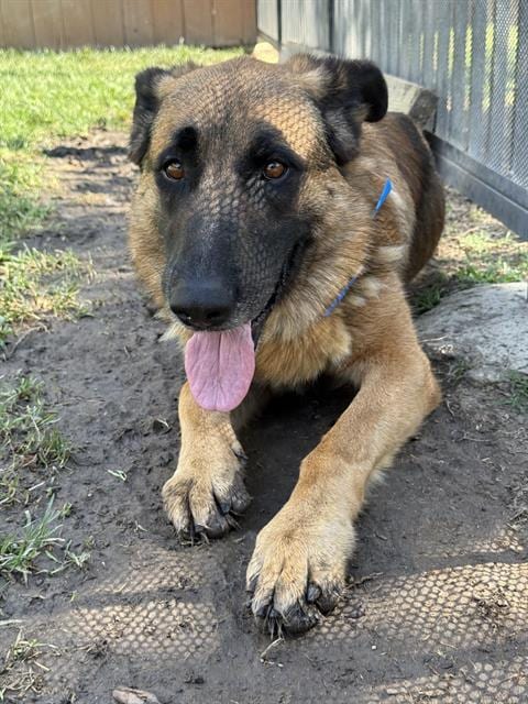 Photo of Sam, adoptable German Shepherd Dog in Riverside, California