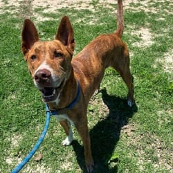 Photo of Mars JuM, adoptable Plott Hound Shepherd (Unknown Type) in Hartford, Connecticut