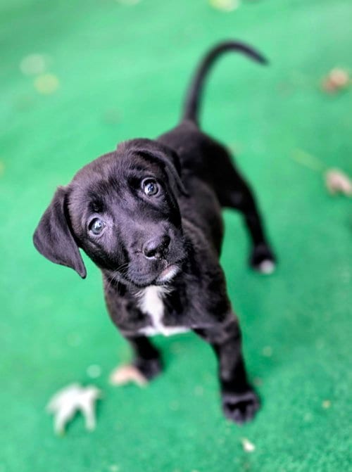 Photo of Avery, adoptable Pit Bull Terrier in Clarkston, Michigan