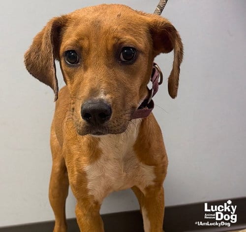 Photo of Tinker, adoptable Labrador Retriever in Washington, District of Columbia