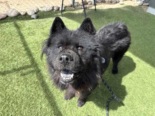 Photo of Kat, adoptable Chow Chow in Phoenix, Arizona