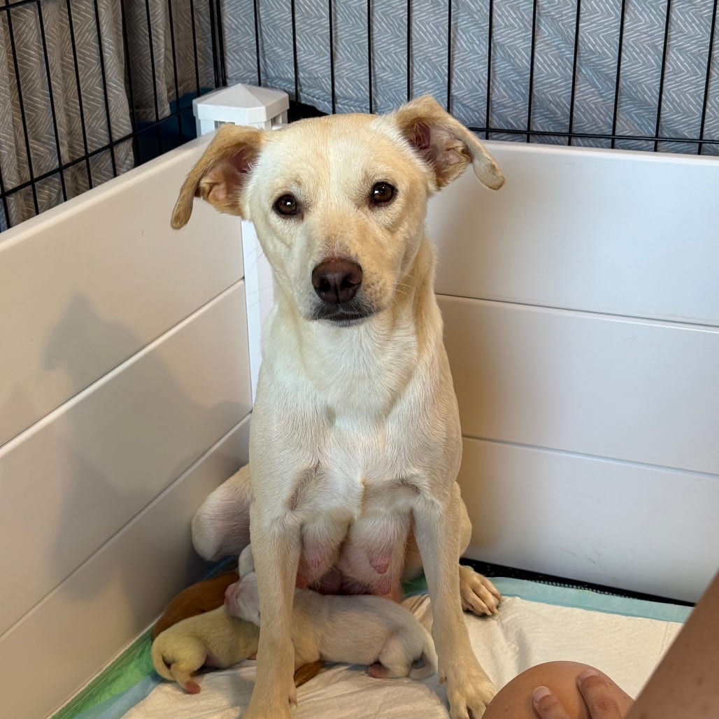 Photo of June, adoptable Retriever, Yellow Labrador in Oceanside, California