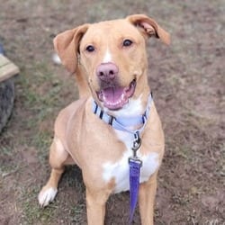 Photo of Nova, adoptable Vizsla in Syracuse, New York
