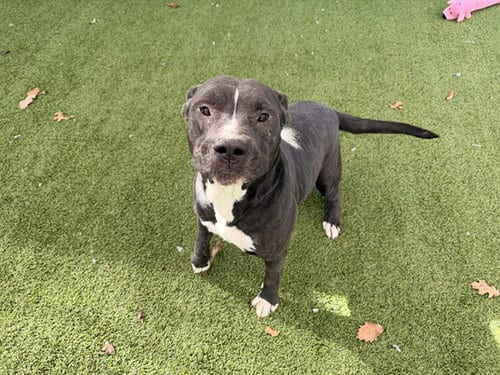 Photo of Noel, adoptable Pit Bull Terrier in Garland, Texas