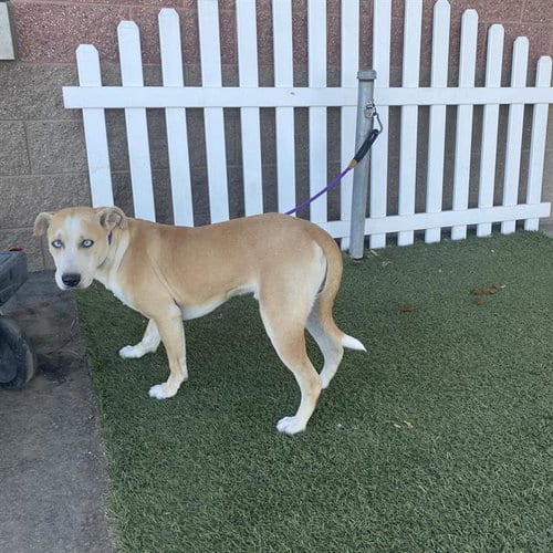 Photo of A614678, adoptable Siberian Husky in Modesto, California