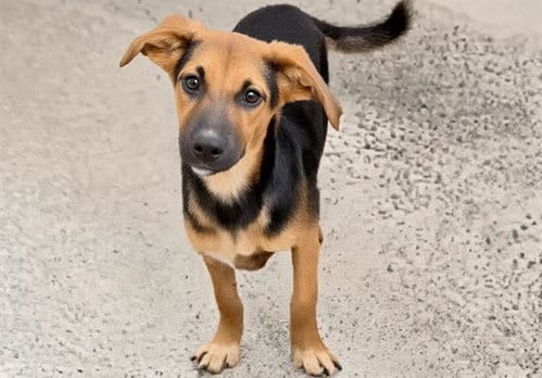 Photo of A661599, adoptable Miniature Pinscher in Houston, Texas