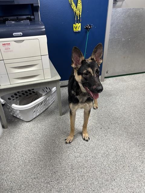 Photo of A188130, adoptable German Shepherd Dog in Pasadena, Texas