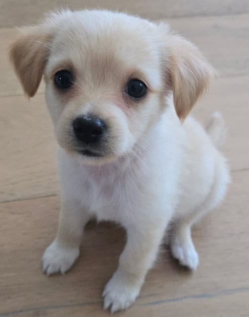 Photo of Oscar, adoptable Maltese in Sunnyvale, California