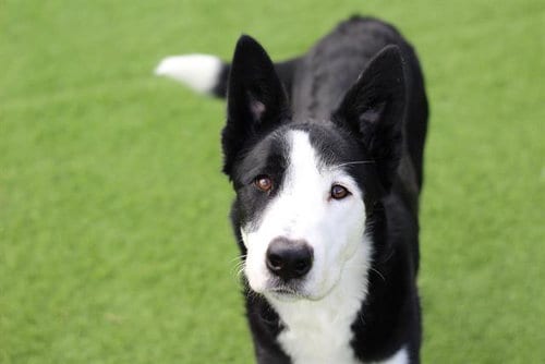 Photo of Eddie, adoptable Siberian Husky in Grand Prairie, Texas