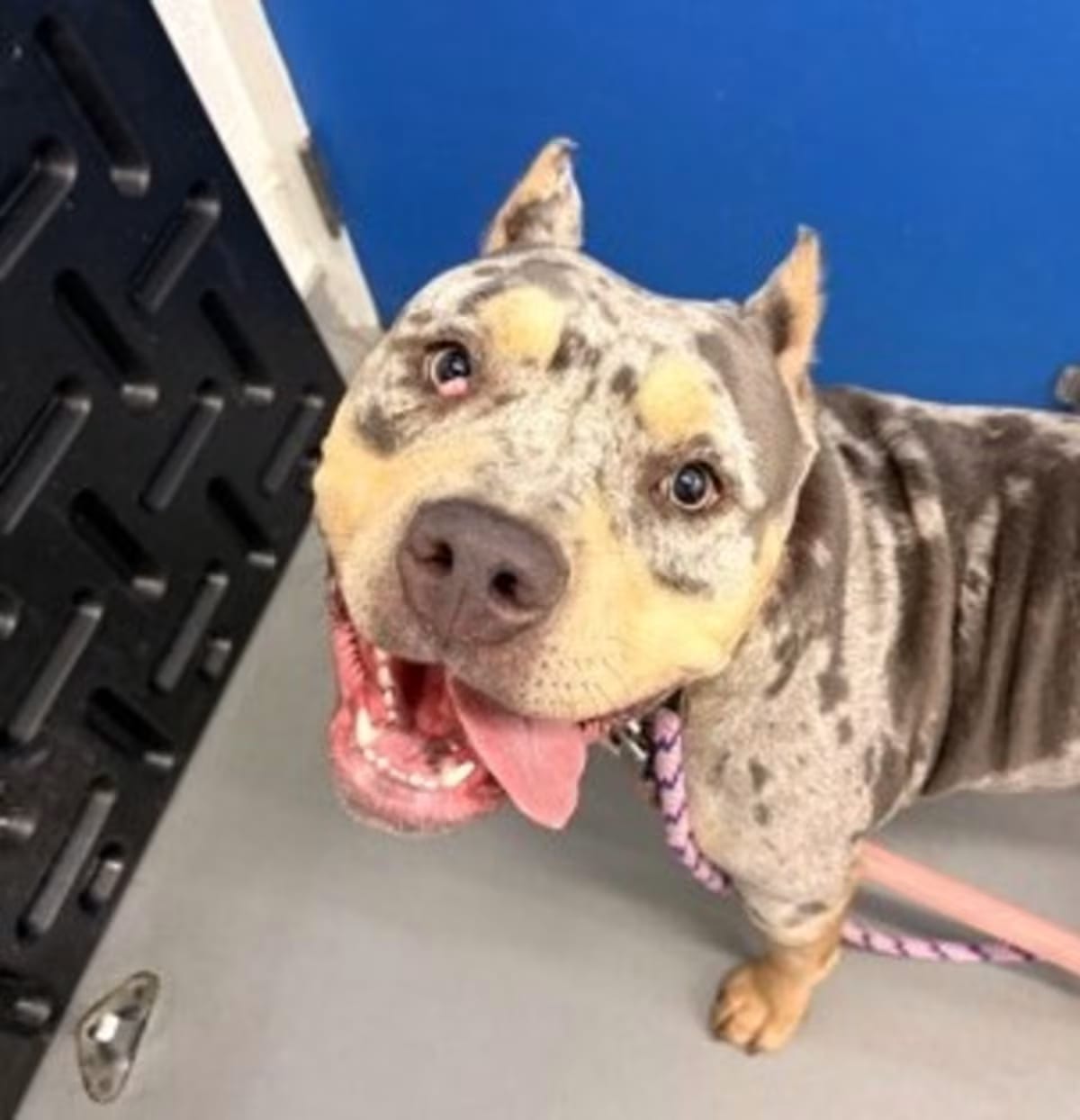 Photo of Frankie, adoptable American Pit Bull Terrier in Seattle, Washington