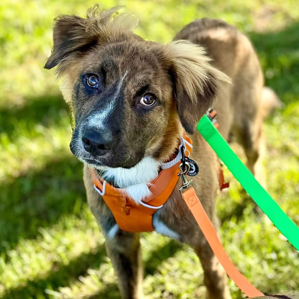 Photo of Barney BooBoo D12326, adoptable Collie, Border / Retriever, Labrador in Princeton area, Minnesota