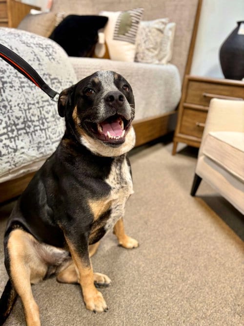 Photo of Cisco, adoptable Queensland Heeler in Visalia, California